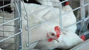 Známky onemocnění newcastleské choroby v kury